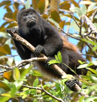 Male howler monkey